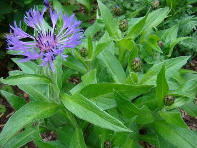 gastronomic gardener This is a picture of clematis in a midwest garden