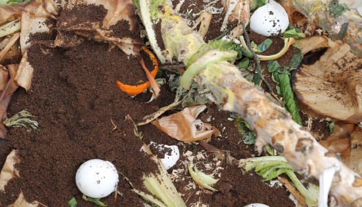 What happens in the compost pile