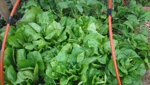 How do I love thee? Lettuce count the ways!