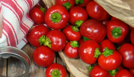 Stuffed Pickled Cherry Peppers